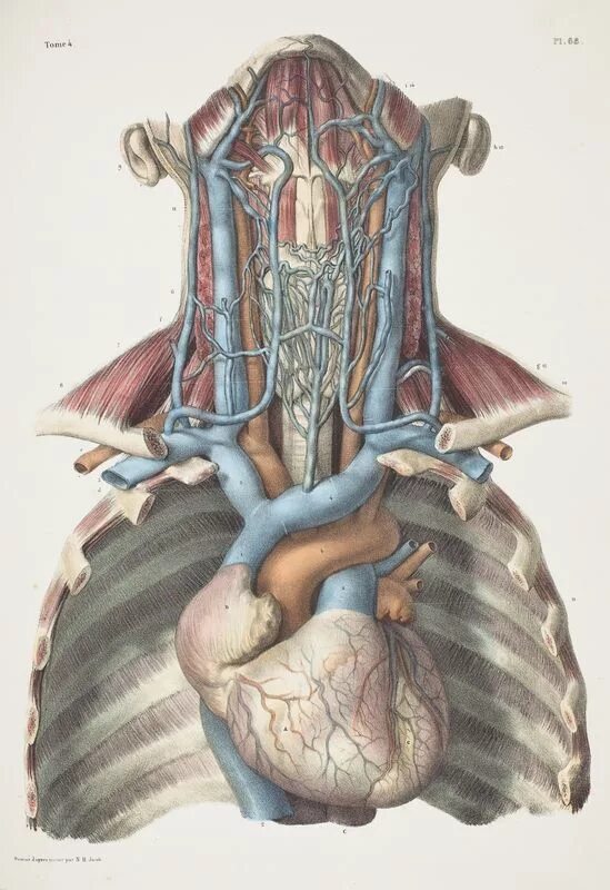 Anatomie d une chute