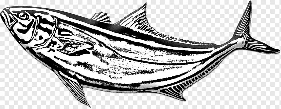 Как выглядит рисунок рыба Beautiful HD Wallpapers 4 u Free Download: Cute Best Fish Drawing Fish drawing i