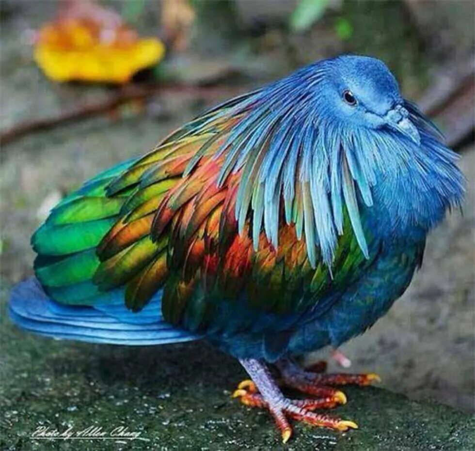 Породистые птицы. Гривистый голубь. Новозеландский Гривистый голубь. Королевский Павлин голубь. Никобарский или Гривистый голубь.