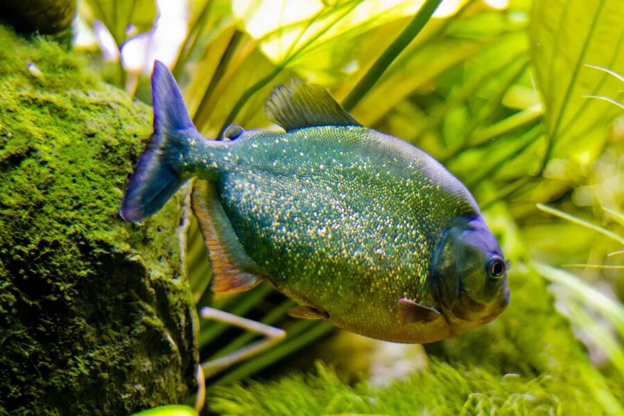 глушилка дронов. пиранья пигоцентрус наттерера доисторическая. 4 ггц. 4 ггц дронов. пираньи наттерера фото.