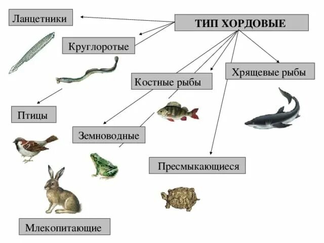 Хордовые тип животных имеющих. Хордовые классификация схема. хордовые позвоночные птицы систематика. систематика животных тип хордовые. классификация костных рыб схема.
