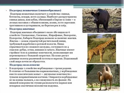 Объединены в подотряды нежвачные и жвачные
