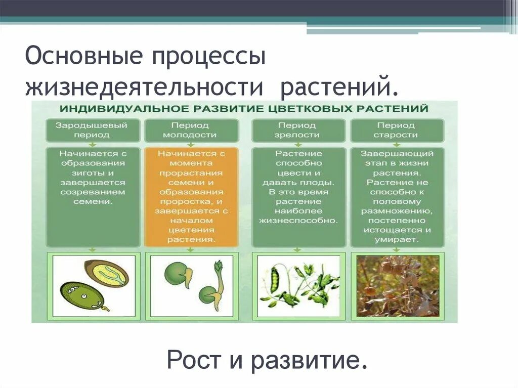 Вывод процессы жизнедеятельности растений