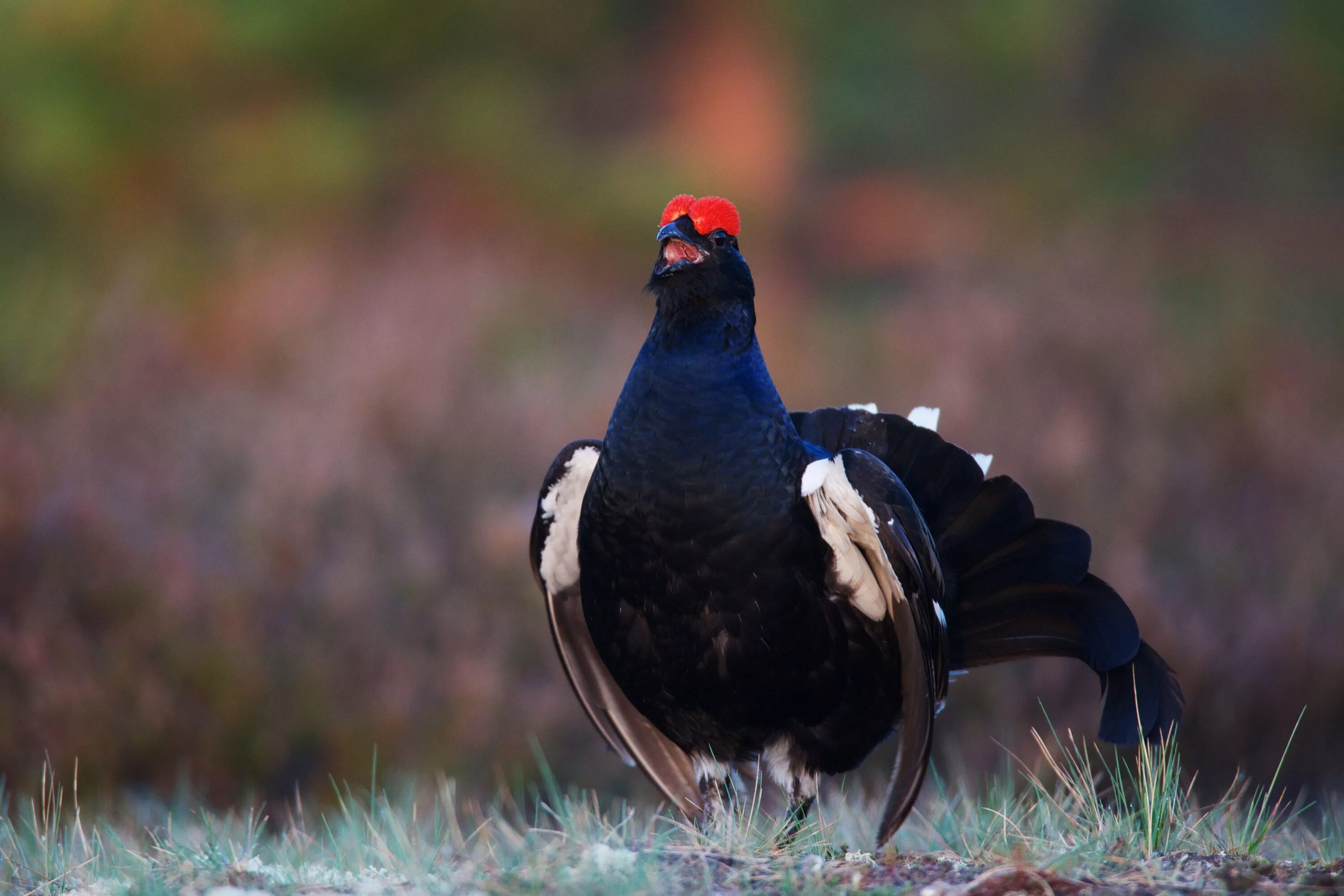 Глухарь в дарвинском заповеднике. Тетерев петух. Курообразные тетерев. Тетерев. Тетерев-косач (lyrurus tetrix).
