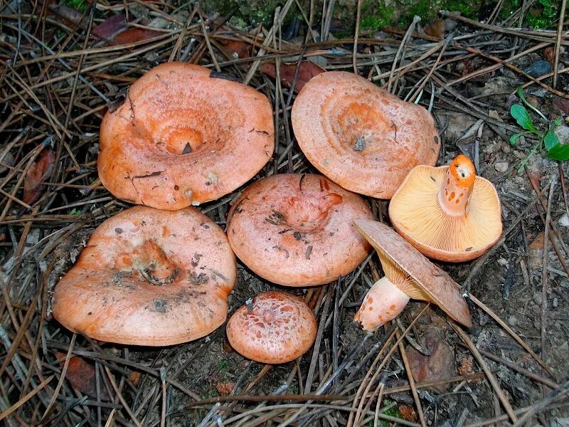 Большие рыжики. Рыжик Сосновый/Боровой (Lactarius deliciosus);. Рыжик Сосновый деликатесный. Гриб Рыжик Боровой. Рыжик Боровой Сосновый.