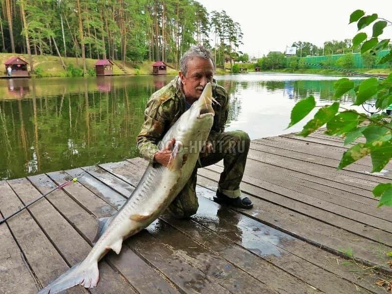 На что ловят осетра - снасти и приманки LoviTut.ru (Рыбалка и Бильярд) Дзен