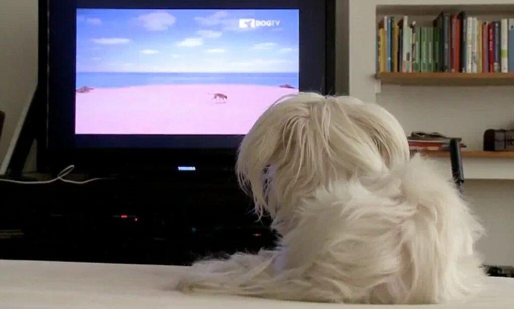 Собака и телевизор. Телеканал Dog TV. Собака смотрит телевизор. Собака из телевизора.