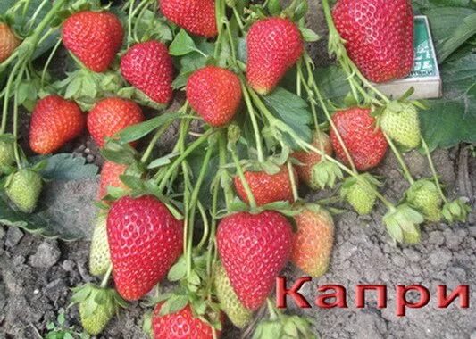 Клубника сорт капри. Клубника капри ремонтантная. капри ремонтантный сорт клубники. клубника аллегро. клубника капри 10.