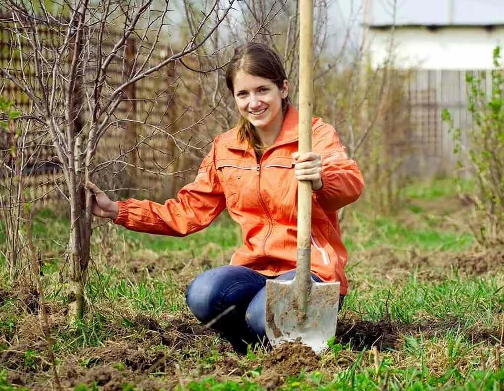 Помощь на участке работа. Посадка деревьев. работа в саду. огород ранней весной. работа на даче.