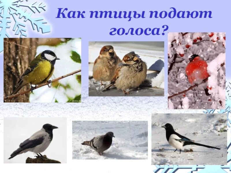 Кто как голос подает птицы. Голоса зимующих птиц. как подают голос зимующие птицы. кто как голос подает зимующие птицы.