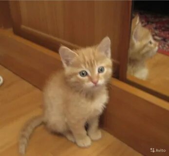 Бесплатный домашний котенок