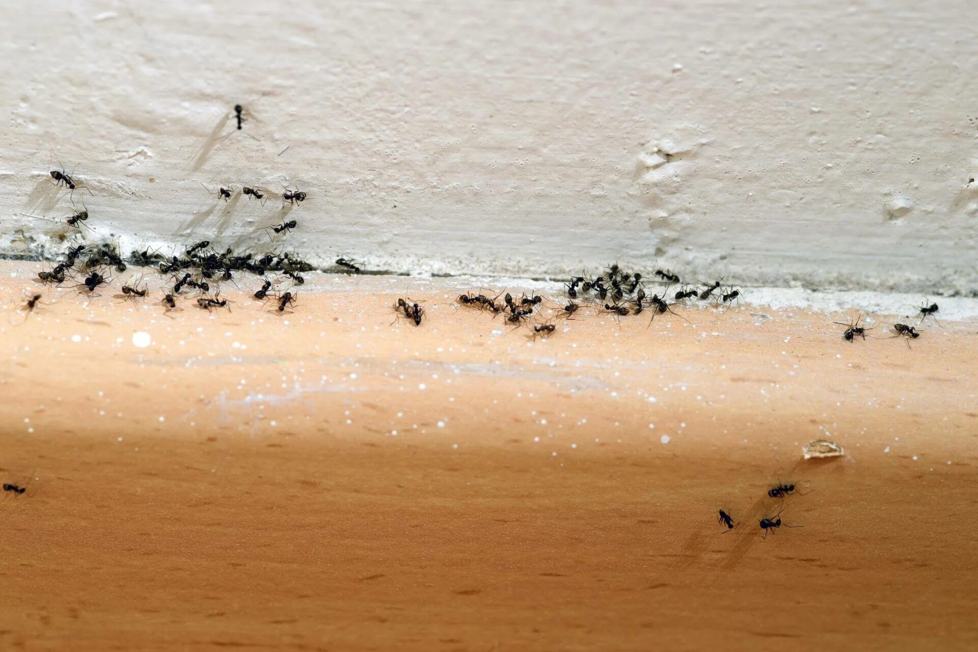 Как избавиться от мелких муравьев в доме. Муравьи домашние мелкие. Маленькие муравьи. Маленькие муравьи в квартире. Муравьиное гнездо в квартире.