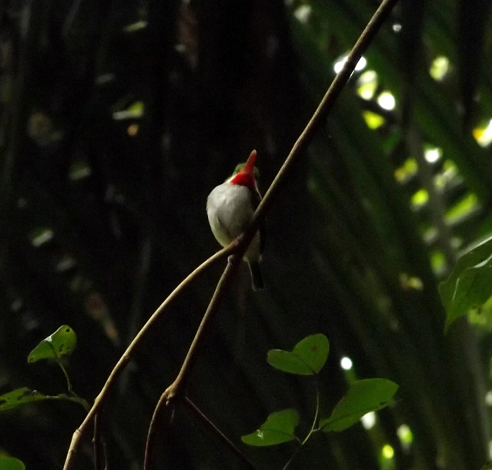 Национальная птица бельгии 9 букв. Пуэрториканский Тоди. Пуэрто-риканского Тоди. Эль-Юнке. Кубинский Тоди.