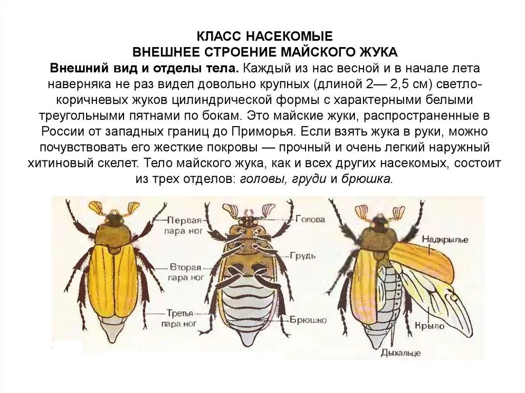 Наружный хитиновый покров разделенное на отделы тело. Внешнее строение майского жука Покров. Внешнее строение хруща майского. Внешнее строение насекомого Майский Жук. Строение майского жука 7 класс биология.