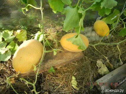 Дыня алтайская описание отзывы