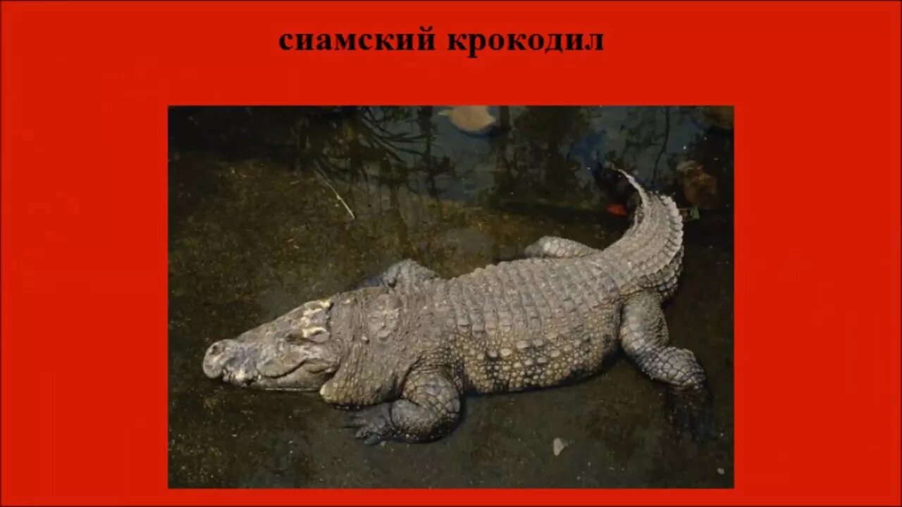 Рептилия которая занесена в международную красную книгу