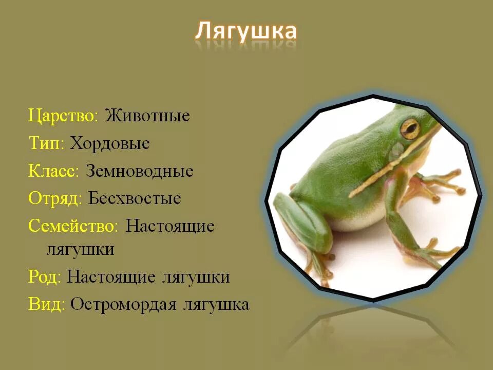 Лягушка какой тип животных. Лягушка озерная тип класс отряд. лягушка царство тип класс отряд семейство род вид. биология 7 класс земноводные лягушка. систематика лягушки озерной.