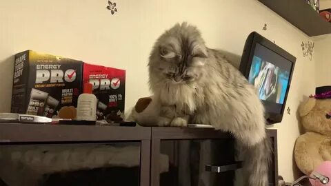 Кошка скидывает