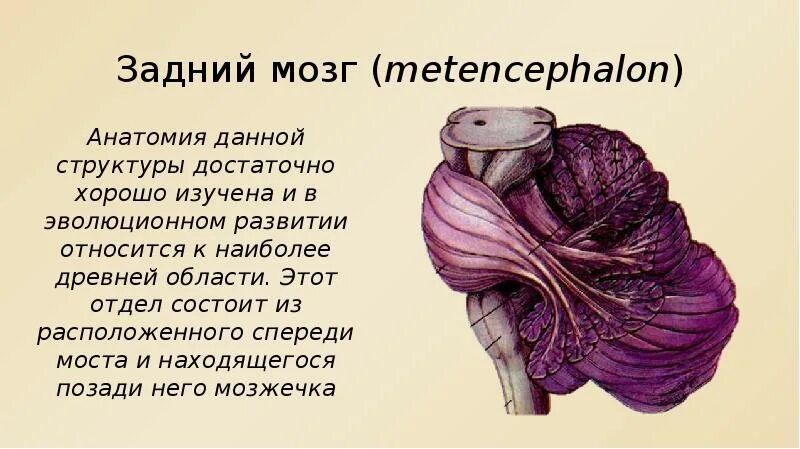 Что входит в состав заднего мозга. Задний мозг строение анатомия. Задний мозг мост анатомия. Задний мозг, Metencephalon. Внешнее и внутреннее строение заднего мозга.