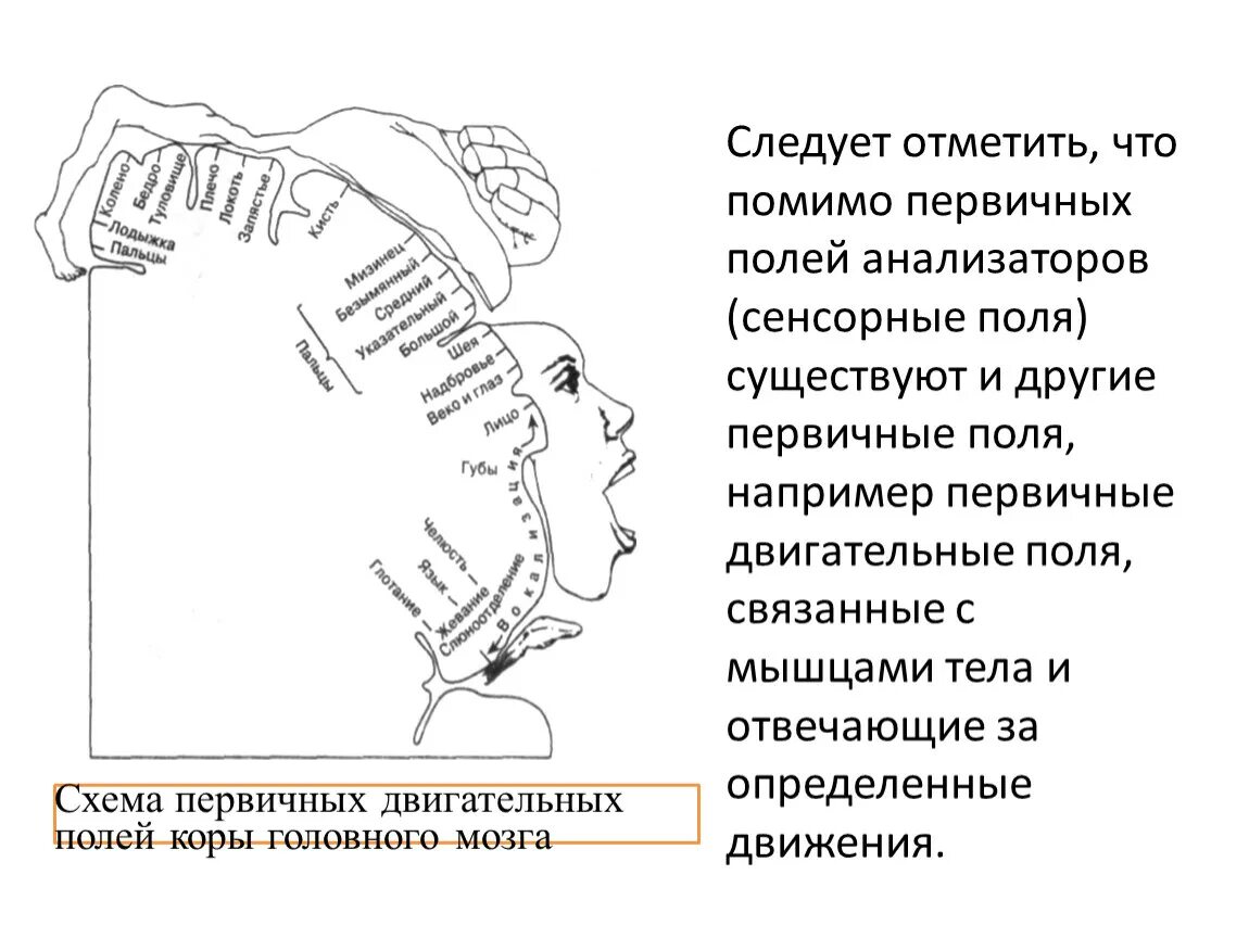 Первичные поля мозга. Схема первичных двигательных полей коры головного мозга. Первичные поля анализаторов. Вторичные поля двигательного анализатора.. Первичные и вторичные поля анализаторов.