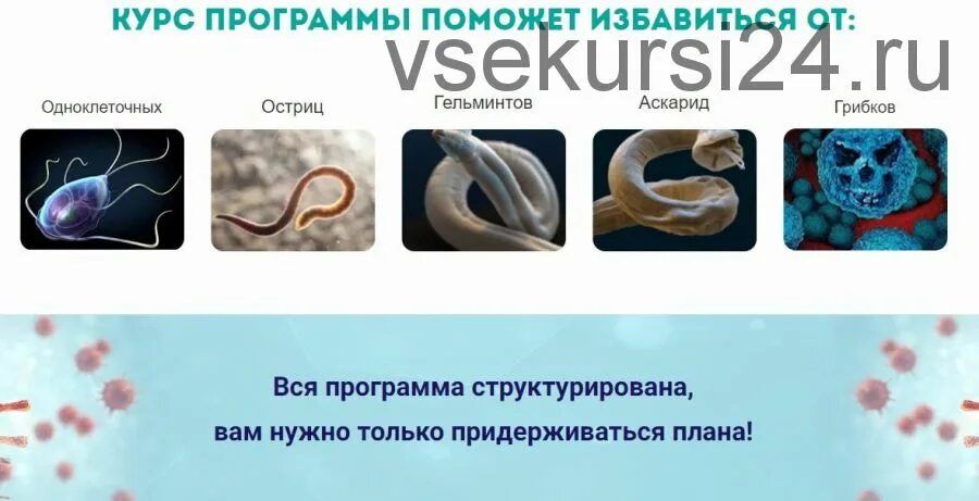 Антипаразитарная программа гаряева. Антипаразитарное и антигрибковое очищение. антипаразитарная чистка. антипаразитарная чистка организма. антипаразитарная программа.