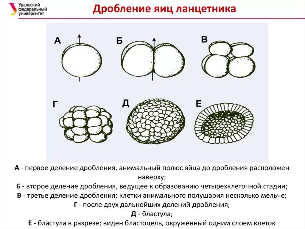 Какой процесс в цикле развития ланцетника изображен. Бластула рисунок биология. Строение бластулы. Дробление бластула схема. Полюса бластулы.