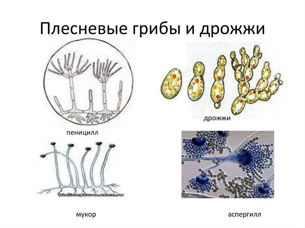 Чем строение пеницилла отличается от хлебных дрожжей. Строение плесневых грибов и дрожжей. Строение дрожжей и плесневелых грибов. Грибы плесневые Шляпочные дрожжи. Плесневелые грибы мукор и пеницилл.