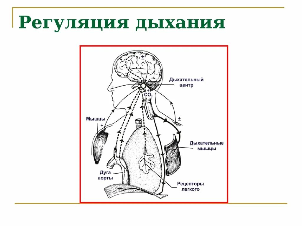 Рефлекторная регуляция дыхания схема. Схема нервно гуморальной регуляции дыхания. Рефлекторная регуляция дыхания физиология. Дыхательная система человека 8 класс регуляция дыхания.