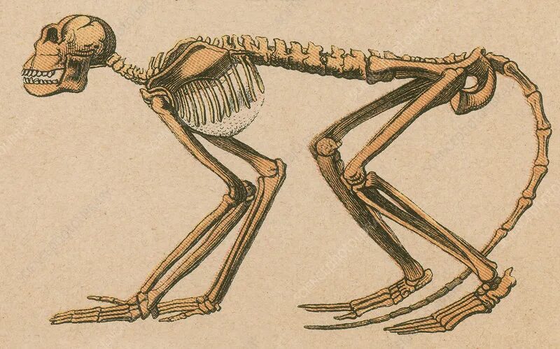 Анатомия приматов. Скелет примата. Строение обезьяны. Анатомия обезьяны. Шимпанзе передняя конечность