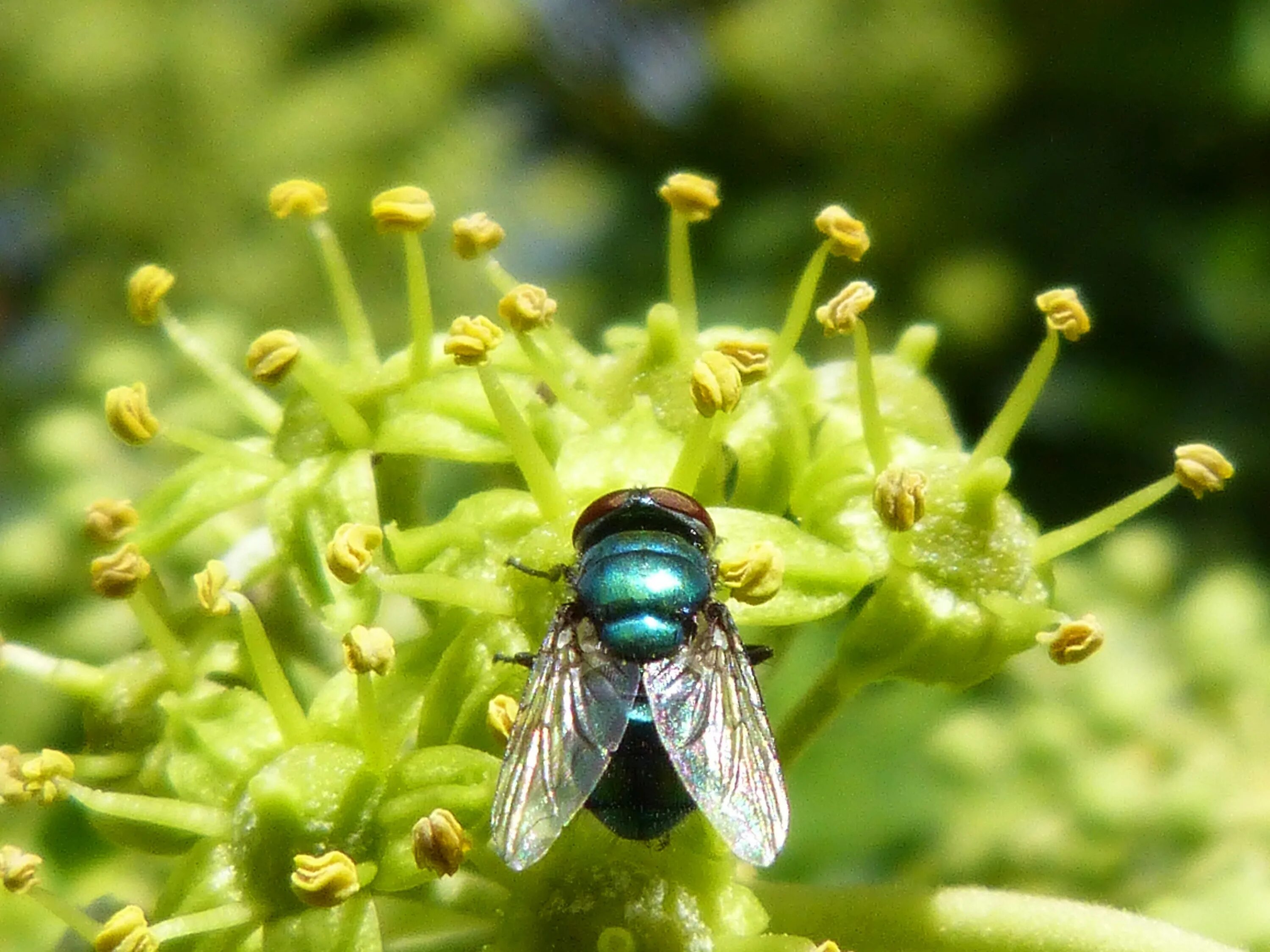 Fly green. Зеленая Муха. Зеленая пчела. Зеленая Оса. Зелёная Муха Оса.