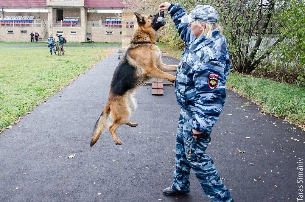 Служебные собаки кинологов