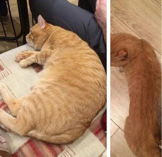 Кот сильно похудел плохо есть. Кот к похудение. худение кошек. исхудавшие коты. кошка до после похудения.