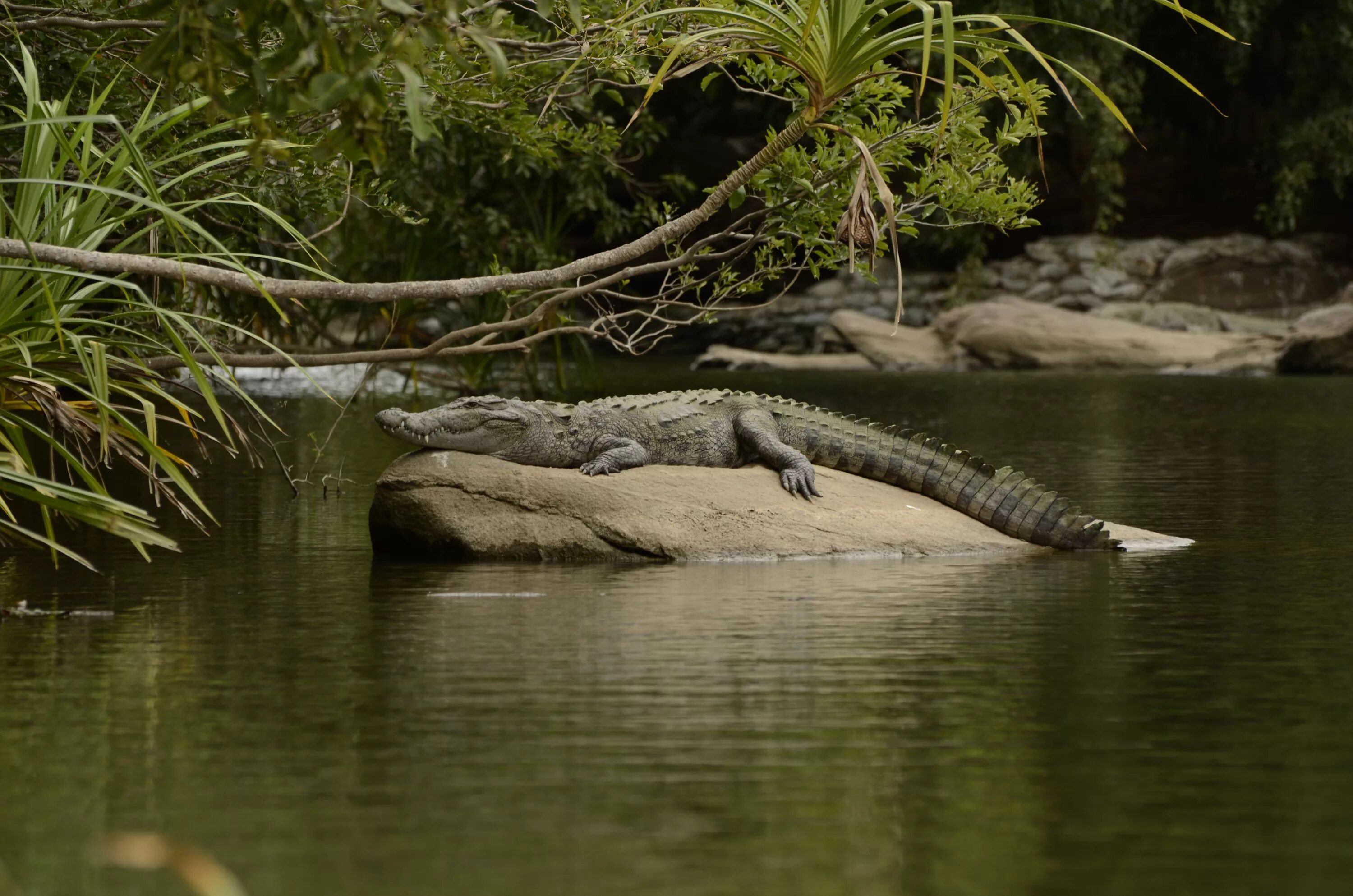 Болотный крокодил. Болотный крокодил (crocodylus palustris). индийский (или болотный) крокодил или магер.. болотный крокодил, или магер (crocodylus palustris). болотный крокодил ареал.