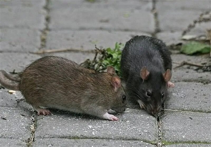 Rattus Rattus чёрная крыса. Крыса Пасюк черная. Серая крыса Пасюк. Серая большая крыса Пасюк. Вытеснение черной крысы серой крысой