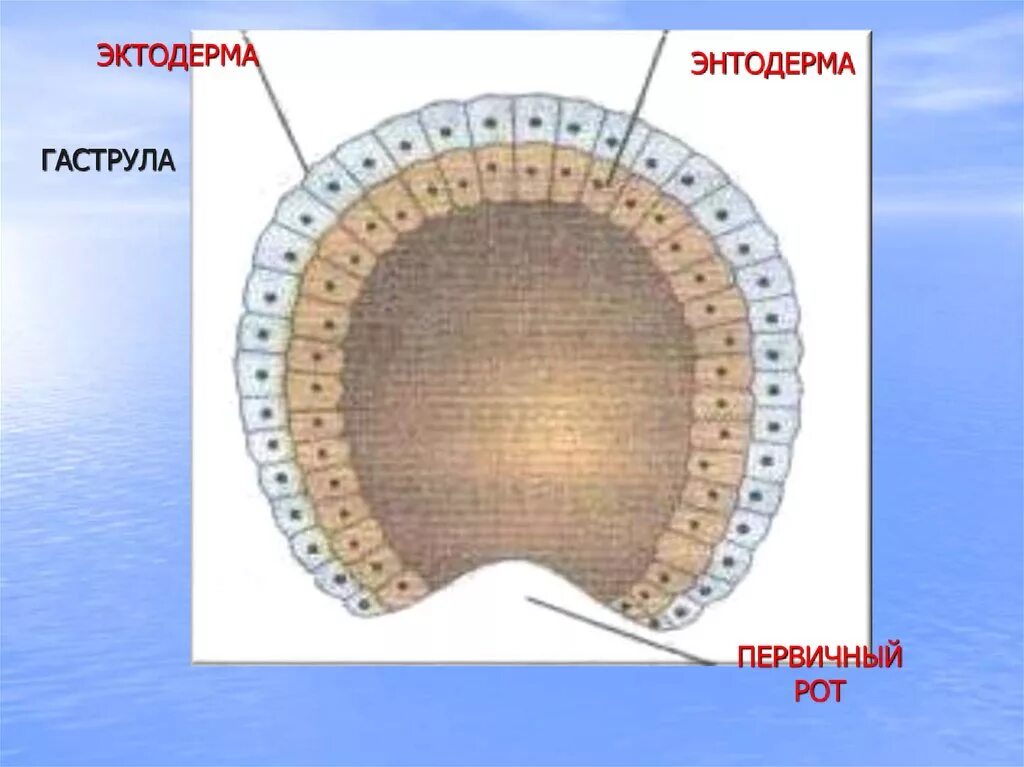 Эндодерма мезодерма