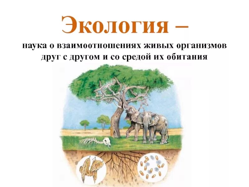 Взаимодействие организмов с окружающей средой. Наука о взаимоотношениях живых организмов с окружающей средой. Взаимосвязь живых организмов с окружающей средой. Среды обитания живых организмов.