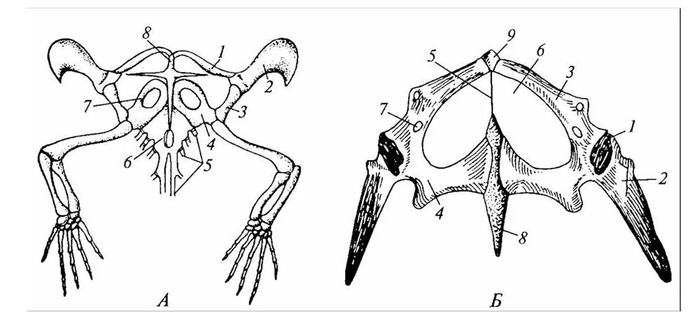 Скелет лягушки пояс передних конечностей. Скелет пояса верхних конечностей у лягушки. Тазовый пояс пресмыкающихся. Скелет лягушки коракоиды. Скелет передних конечностей лягушки