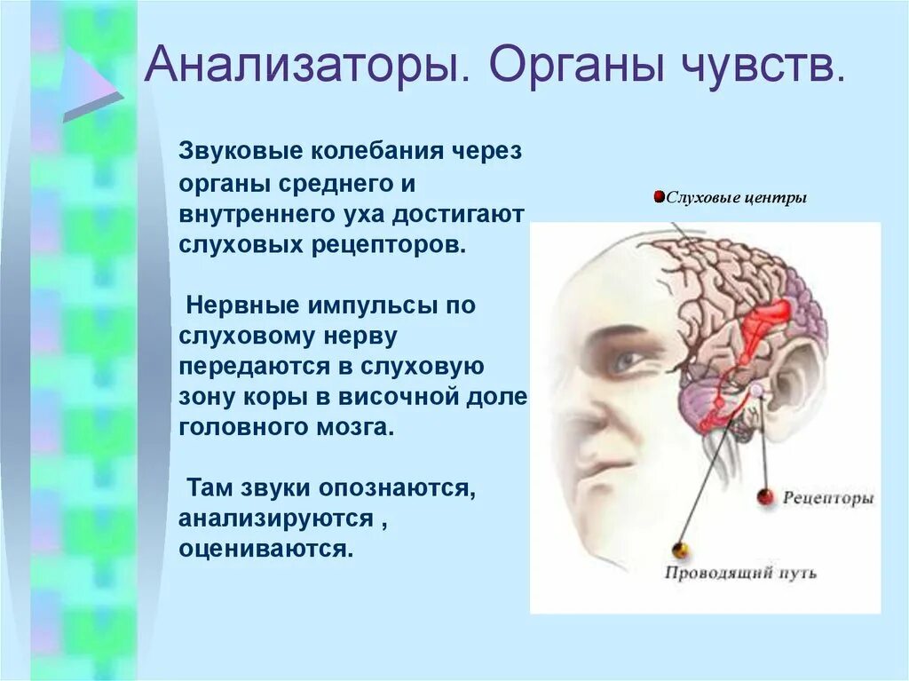 Презентация анализаторы органы чувств. Анализаторы органы чувств. Слуховой анализатор орган чувств. Нервные импульсы от рецепторов слуха. Анализаторы человека презентация.