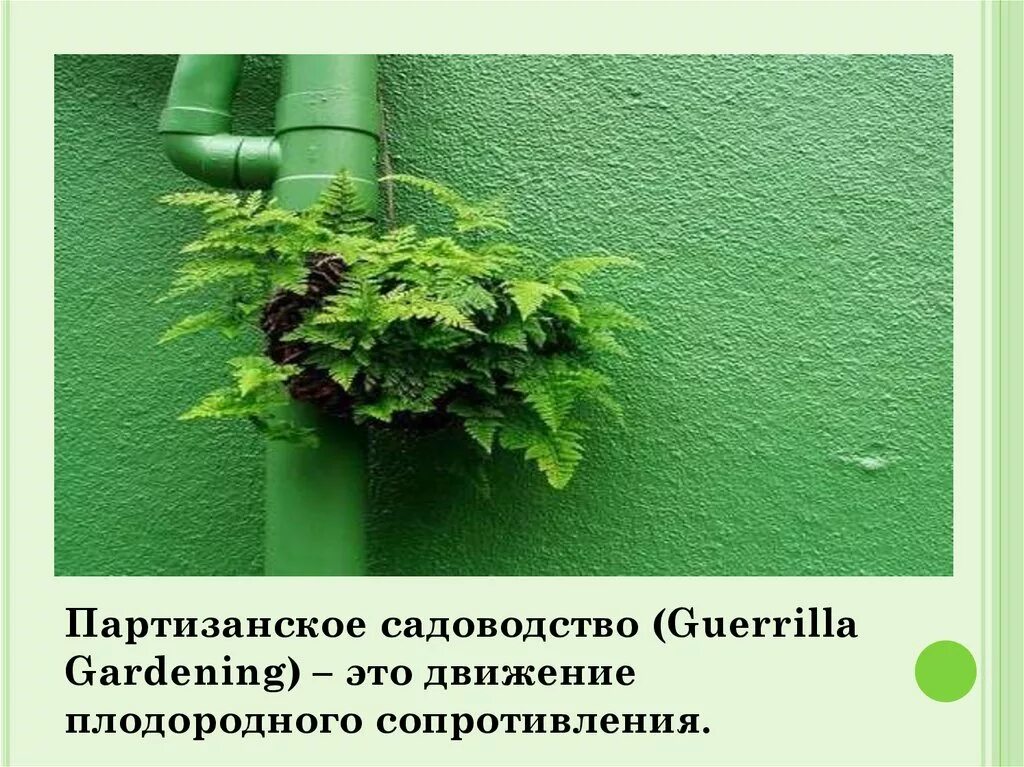 Партизанское садоводство. День партизанского садоводства. Партизанское садоводство. Международный день партизанского садоводства 1 мая. День партизанского садоводства.