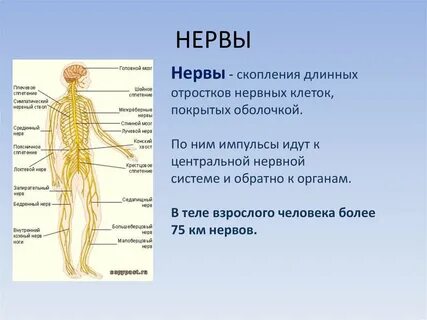 Сколько нервов у человека