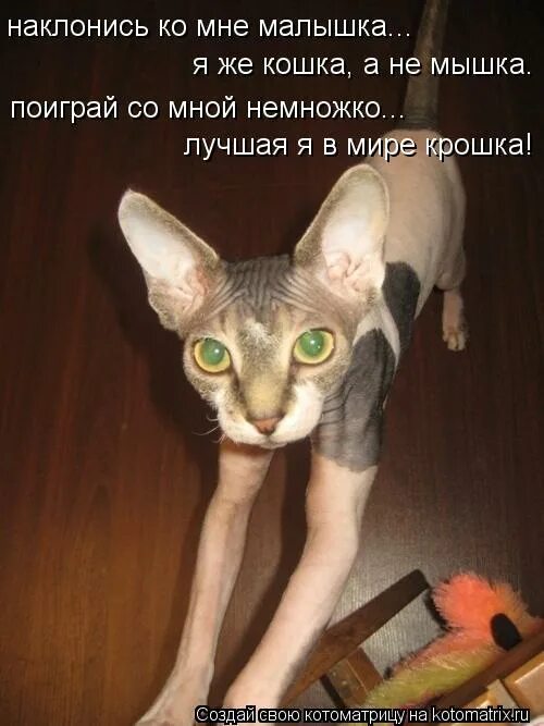 животные с музыкальными инструментами. загадка про тигра для детей. кошка поиграй немножко. кот играет в настолки. сказка об умном мышонке кошка.