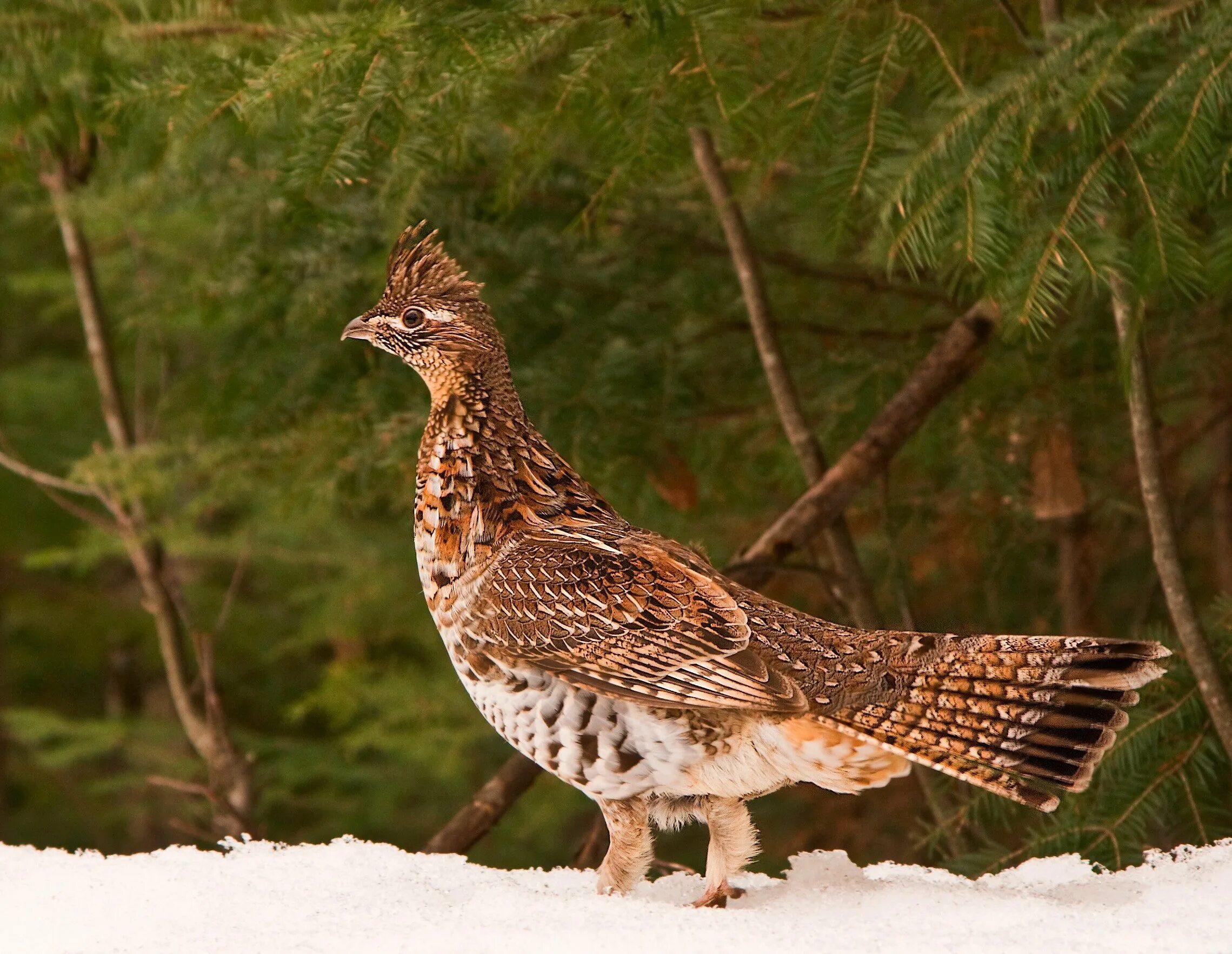 Другая лесная птица. Ruffed Grouse. Лесные птицы. Крупная Лесная птица. Граус птица.