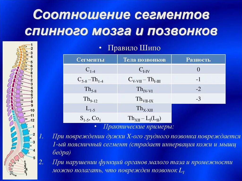 Функции шейного отдела. Соотношение сегментов спинного мозга и позвонков. Правило шипо спинной мозг. Скелетотопия сегментов спинного мозга. Сегменты спинного мозга относительно позвонков.