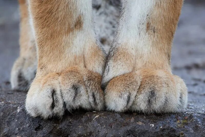 Стопа тигра. Тигр 500 x 500. Когти тигра. Передние лапы тигра. Tiger feet.