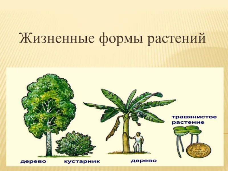 Жизненная форма 5 класс. Формы растений. Растения разных жизненных форм. Растения разных жизненных форм рисунки. 5 Жизненных форм растений.