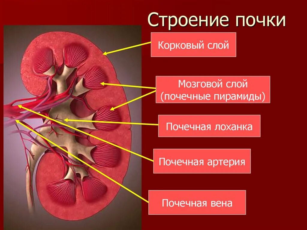 Строение почки человека анатомия. Биология 8 класс почки строение и функции выделение. Почечная пирамида анатомия. Строение почки биология 8 человека.