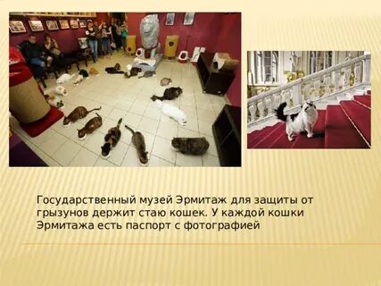 Огэ кошки
