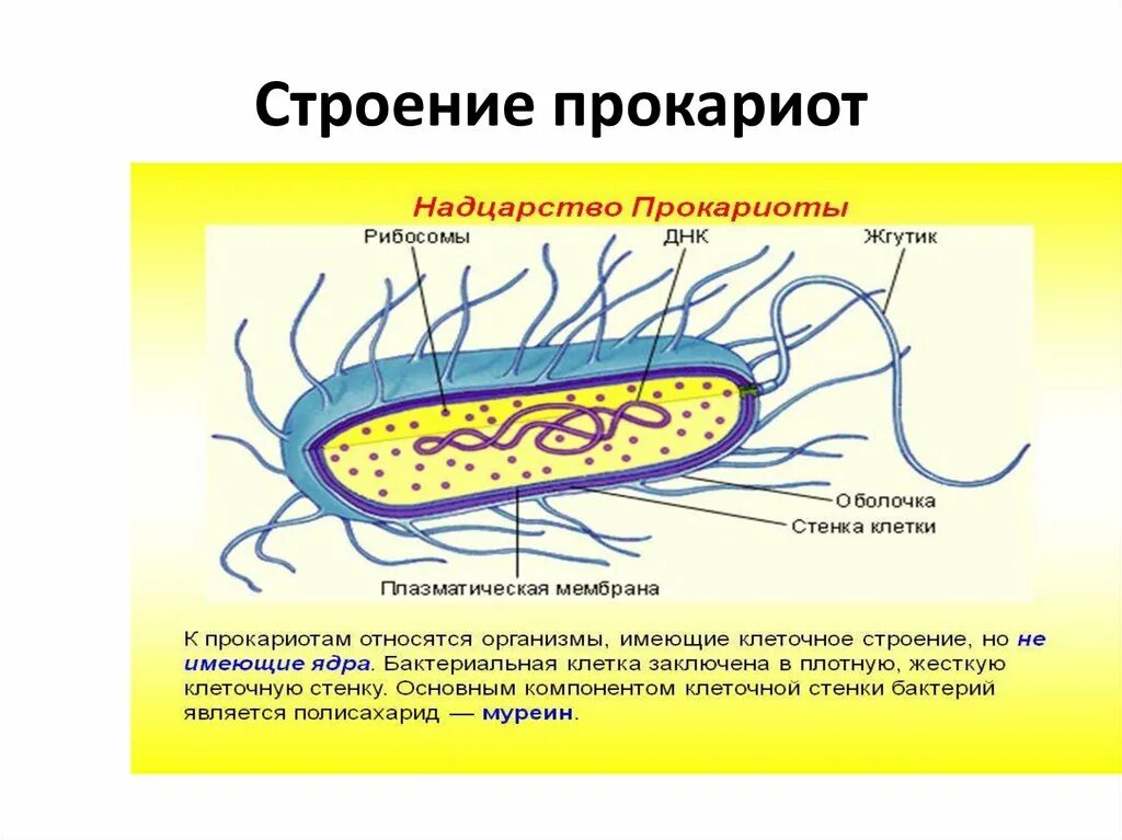 Прокариоты 10 класс