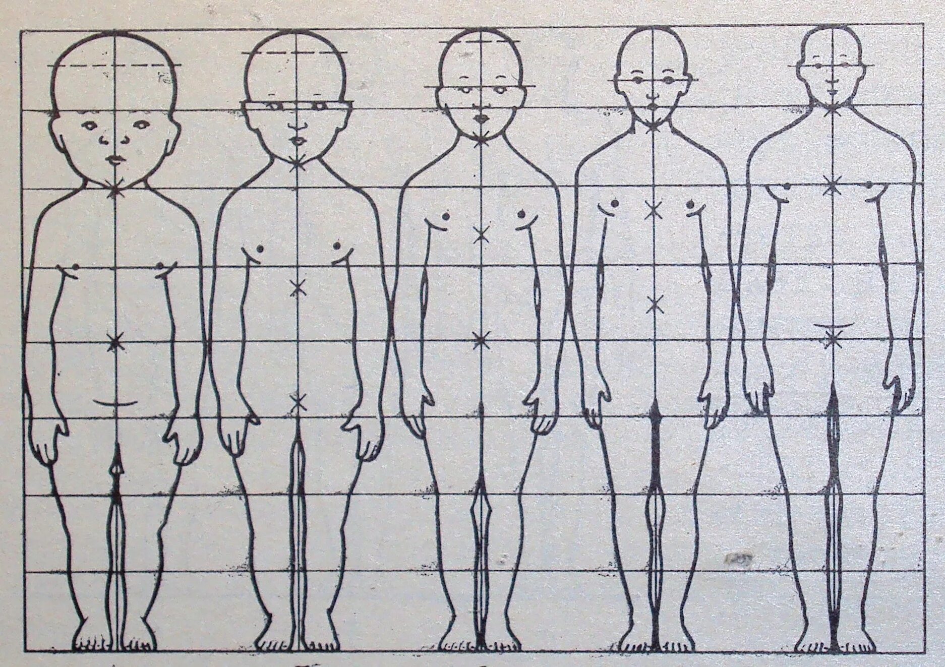 Пропорции тела человека. Пропорции тела ребенка и взрослого. Пропорции тела человека рисунок. Пропорции человека для детей. Картинки по параметрам найти