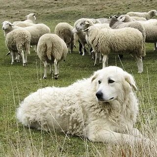 Почему собаки пасут